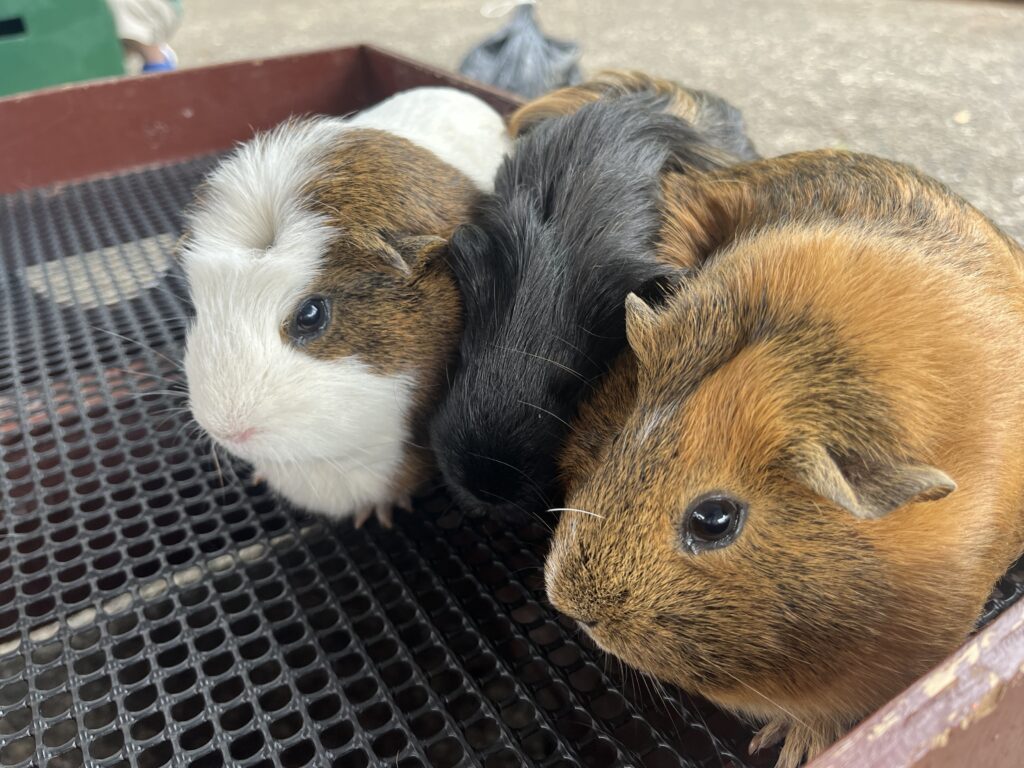 テンジクネズミが体をくっつけている写真